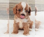 Small #5 Cavapoo