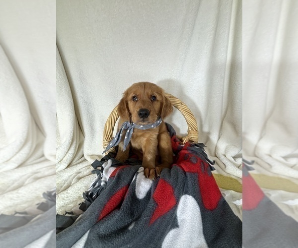 Medium Photo #2 Golden Retriever Puppy For Sale in GREENFIELD, IN, USA