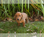 Baylor - Male Dachshund Puppy for Sale - Photo #2