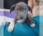 Small #4 American Staffordshire Terrier-Labrador Retriever Mix