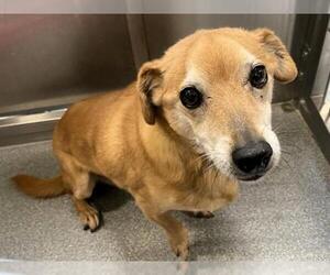 Dachshund-Unknown Mix Dogs for adoption in Orange, CA, USA