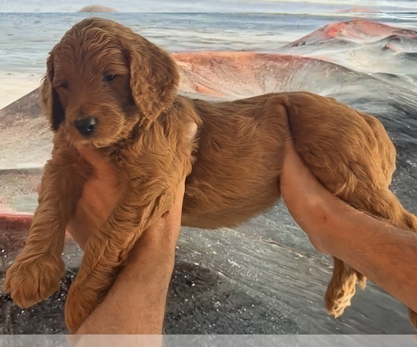 Medium Photo #5 Goldendoodle Puppy For Sale in HUNTINGTON BEACH, CA, USA