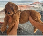 Small #4 Goldendoodle
