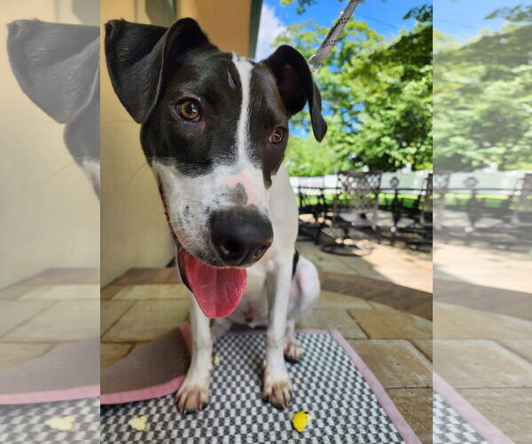 Medium Photo #8 Pointer-Unknown Mix Puppy For Sale in Westwood, NJ, USA