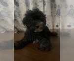 Image preview for Ad Listing. Nickname: Mini poodles