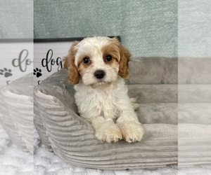 Cavapoo Puppy for sale in FRANKLIN, IN, USA