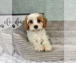 Small Cavapoo