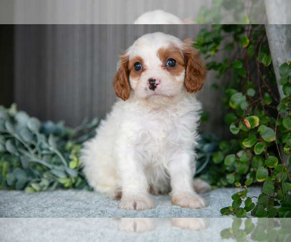 Medium Photo #1 Cavapoo Puppy For Sale in MILLERSBURG, OH, USA