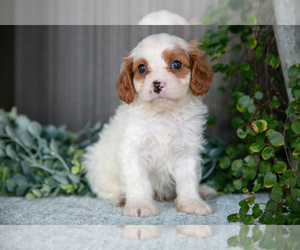 Medium Cavapoo