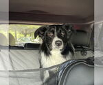 Small #2 Border Collie