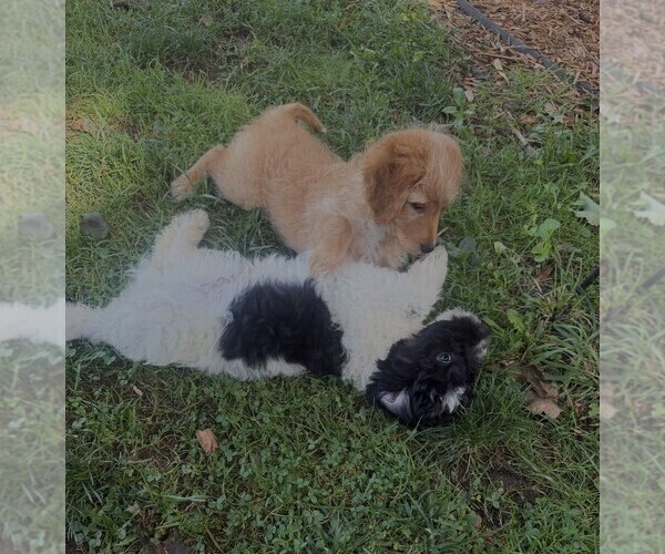 Medium Photo #3 Aussiedoodle Puppy For Sale in ASHEVILLE, NC, USA