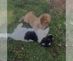 Small #2 Aussiedoodle