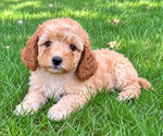 Small #3 Cavapoo (Miniature)