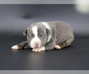 American Bully Puppy for sale in CHAMPAIGN, IL, USA