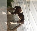 Small Photo #9 German Shorthaired Pointer Puppy For Sale in ENTERPRISE, AL, USA