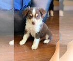 Small Photo #1 Miniature American Shepherd Puppy For Sale in CAIRNS CORNER, CA, USA