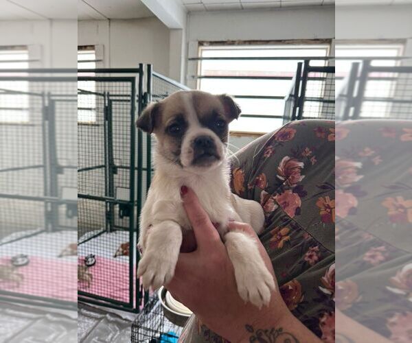 Medium Photo #2 Pug-Unknown Mix Puppy For Sale in Calgary, Alberta, Canada