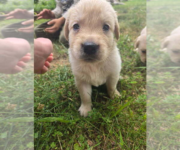 Medium Photo #7 Golden Retriever Puppy For Sale in LYNCHBURG, VA, USA