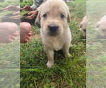 Small #6 Golden Retriever