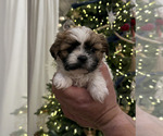 Puppy Buddy Shih Tzu