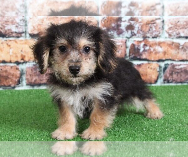 Medium Photo #3 Morkie Puppy For Sale in BEL AIR, MD, USA