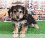 Small Photo #3 Morkie Puppy For Sale in BEL AIR, MD, USA