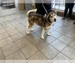 Small #1 Siberian Husky