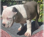 Small Photo #14 American Bully Puppy For Sale in JACKSONVILLE, FL, USA