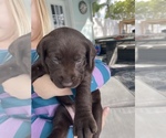 Small Photo #5 Labrador Retriever Puppy For Sale in VERO BEACH, FL, USA