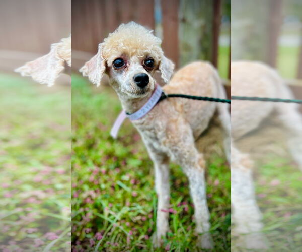 Medium Photo #3 Poodle (Toy)-Unknown Mix Puppy For Sale in Pacolet, SC, USA
