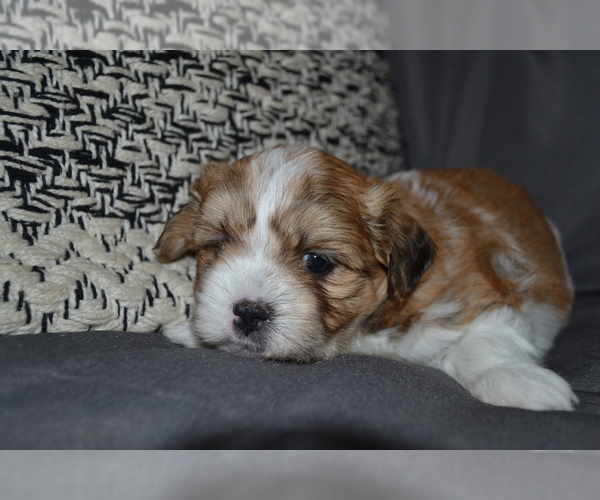 Medium Photo #3 Mal-Shi Puppy For Sale in GREENWOOD, WI, USA