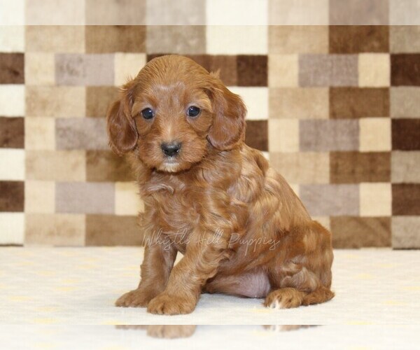 Medium Photo #4 Cavapoo (Miniature) Puppy For Sale in DENVER, PA, USA