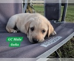 Small #13 Labrador Retriever