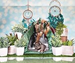 Small Photo #45 Chihuahua Puppy For Sale in CHARLESTON, AR, USA