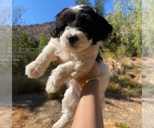 Zuchon Puppy for sale in LOS ANGELES, CA, USA