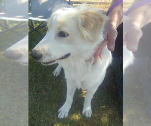 Amelia - Female Great Pyrenees Dog for Adoption - Photo #5