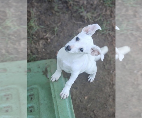 Medium Photo #16 Chiweenie Puppy For Sale in Wakefield, RI, USA