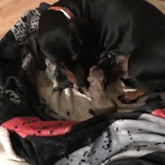 Mother of the Dachshund puppies born on 02/12/2019