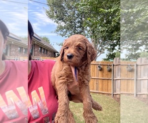 Goldendoodle-Poodle (Standard) Mix Puppy for sale in GARLAND, TX, USA
