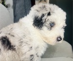 Small Photo #5 Sheepadoodle Puppy For Sale in HUNTINGTON BEACH, CA, USA