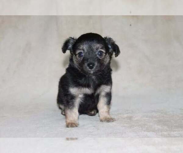 Medium Photo #4 Chihuahua Puppy For Sale in HUDSONVILLE, MI, USA