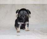 Small Photo #9 Chihuahua Puppy For Sale in HUDSONVILLE, MI, USA