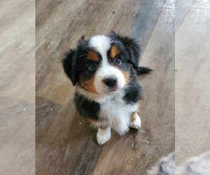 Shiba Inu Puppy for sale in ARLINGTON, TX, USA
