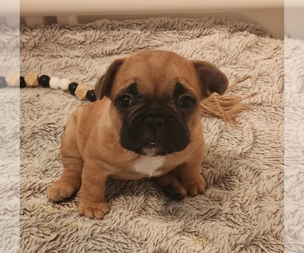 Medium Photo #14 French Bulldog Puppy For Sale in CONCORDIA, KS, USA