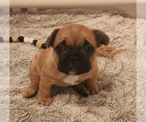 Medium French Bulldog