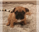 Puppy WallyGirl French Bulldog