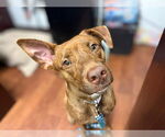 Small #1 American Pit Bull Terrier