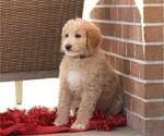 Small Photo #5 Goldendoodle (Miniature) Puppy For Sale in MANHEIM, PA, USA