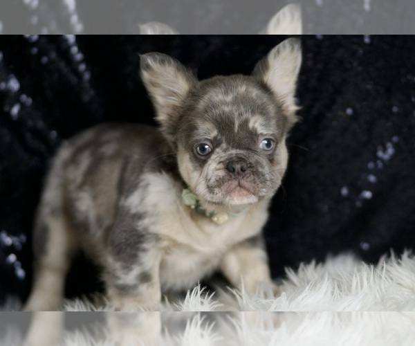 Medium Photo #5 French Bulldog Puppy For Sale in WARSAW, IN, USA
