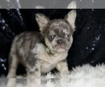 Small #4 French Bulldog